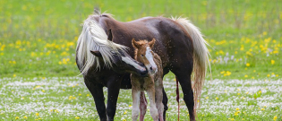Illustration : Gestation et naissance des chevaux