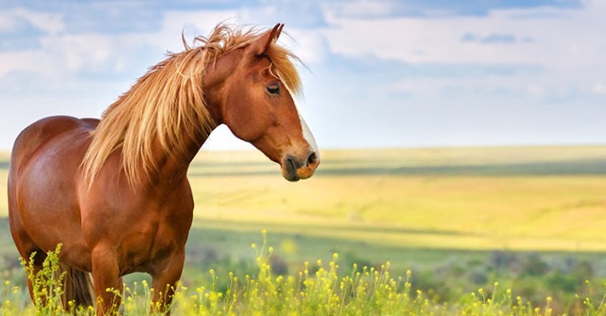 les-caract-ristiques-du-cheval-choisir-le-cheval-adapt-votre-mode