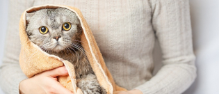 Illustration : Tout savoir sur l'hygiène et les soins bio du chat
