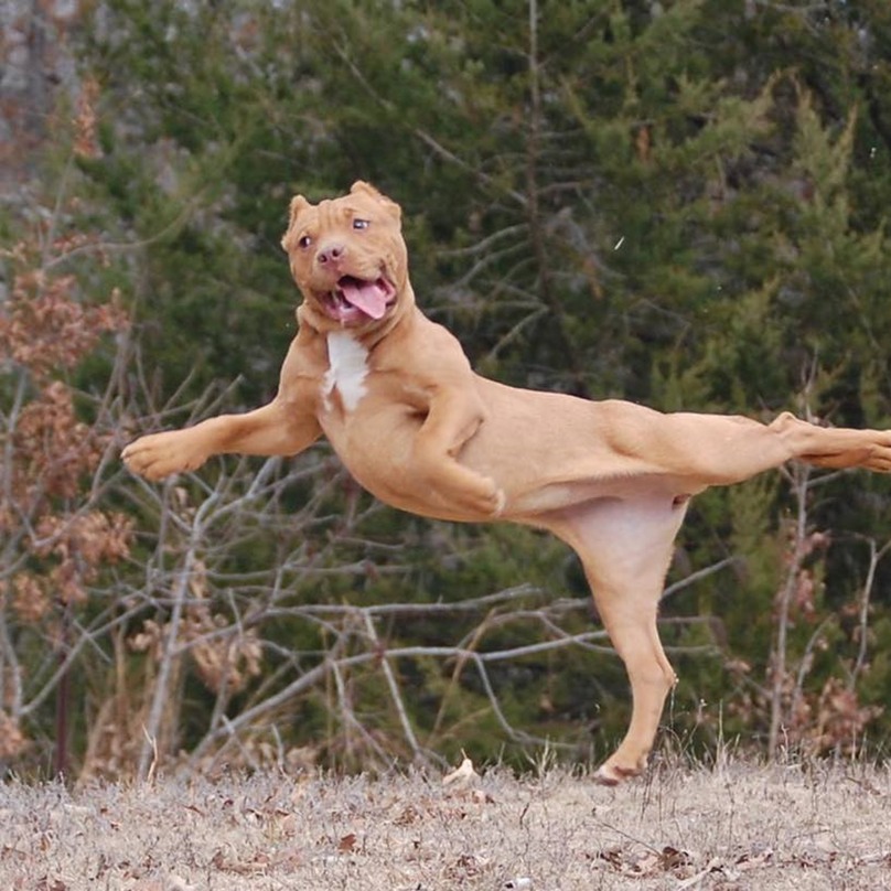 17 photos de Pitbulls fig s dans des positions tonnantes