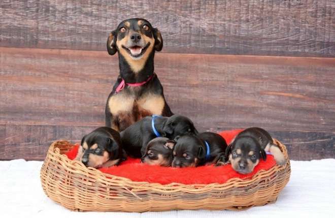 Cette Chienne Pose Avec Ses Chiots Pour Une Séance Photo Dune Rare Beauté 3994