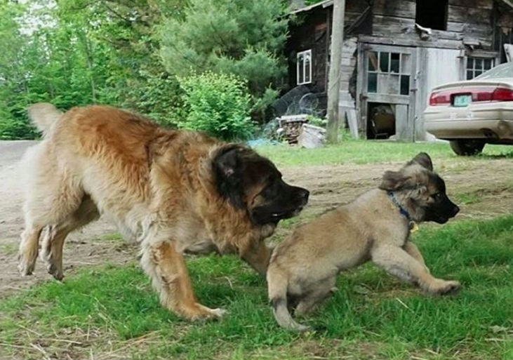 13 Races De Chiens Qui En Grandissant Passent De Chiots à