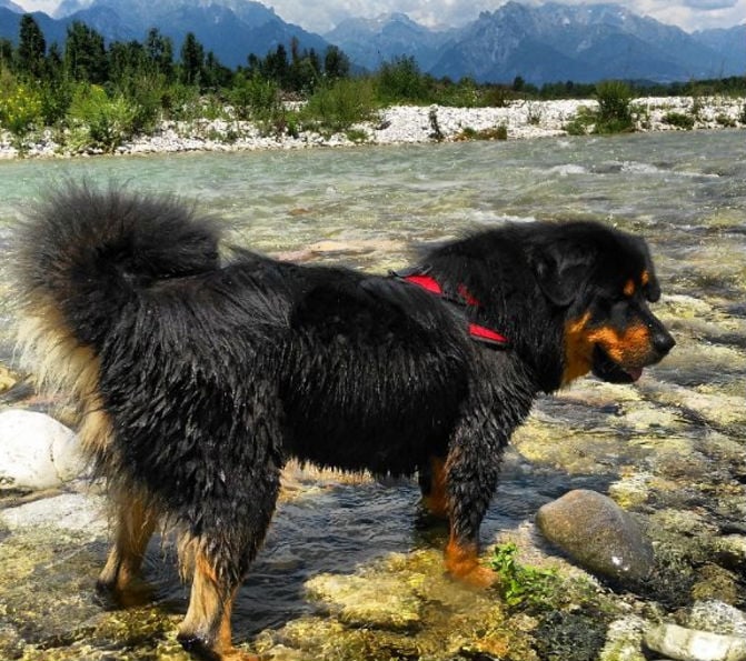 13 Races De Chiens Qui En Grandissant Passent De Chiots à