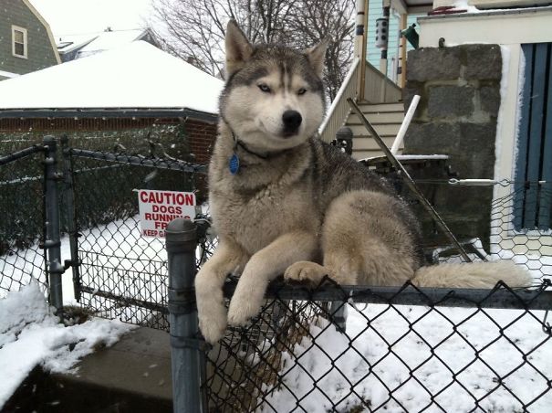 20 Photos De Chiens Qui Se Prennent Pour Des Chats