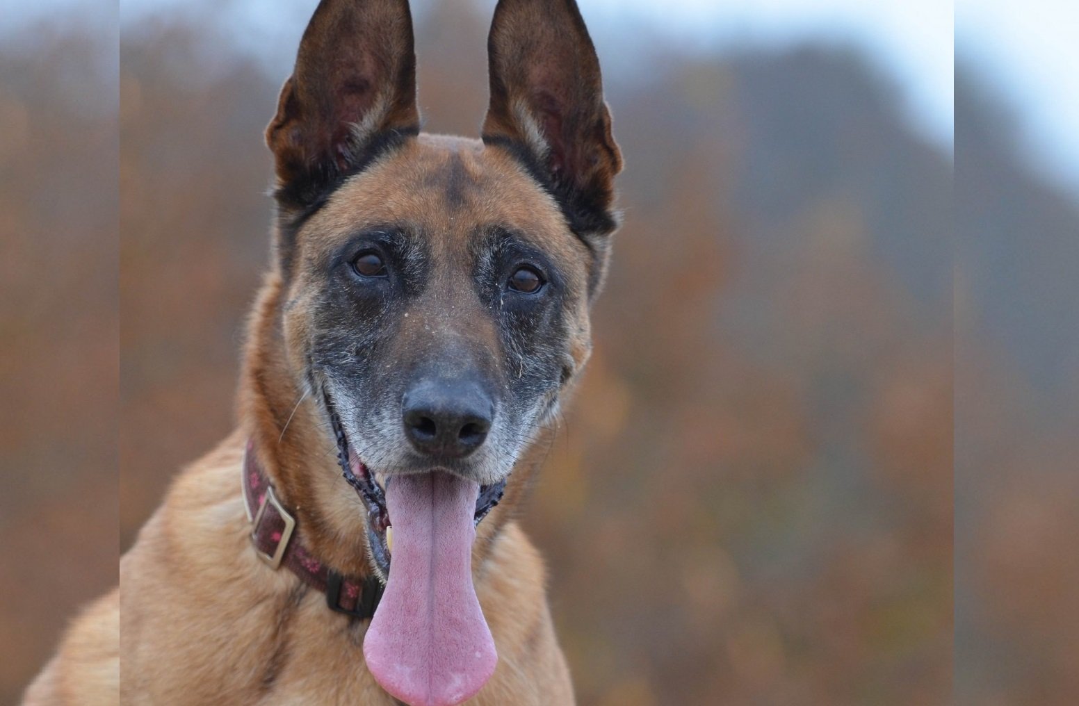 Les Bergers Belges à Lhonneur Lors Du Trophée Des Chiens Héros