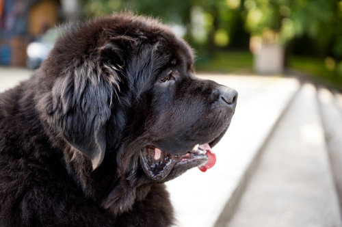 Les 10 Meilleures Races De Chiens Pour Les Enfants