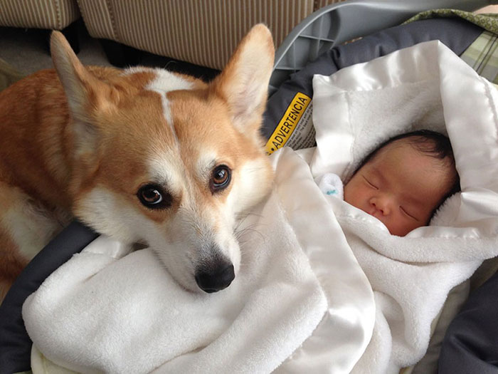 Magnifiques Photos Illustrant L Amitie Entre Un Enfant Et Son Chien