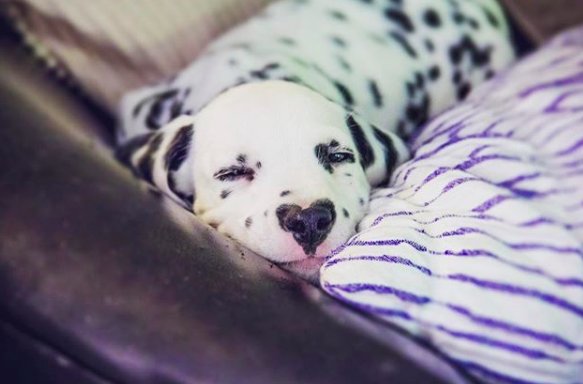 Un Chiot Dalmatien Fait Le Buzz Sur Internet Grace A La Particularite De Sa Truffe