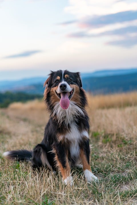 8 Races De Chiens à La Santé Solide