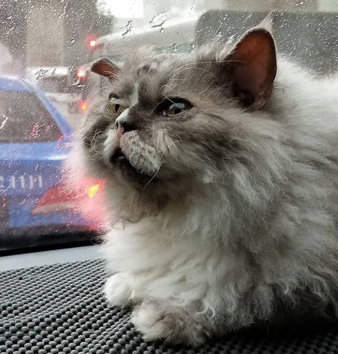 Photos De Chats Moutons Qui Vous Donneront Envie De Caresser L Ecran