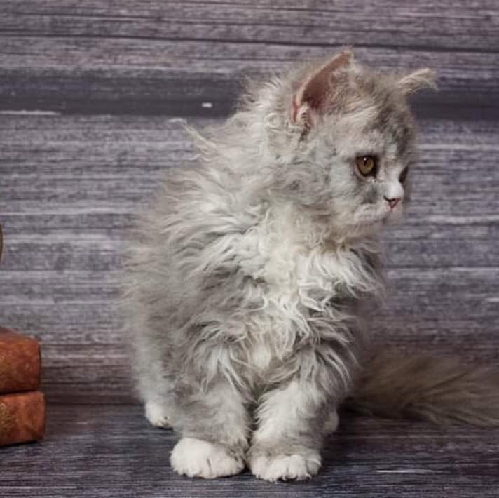 Photos De Chats Moutons Qui Vous Donneront Envie De Caresser L Ecran