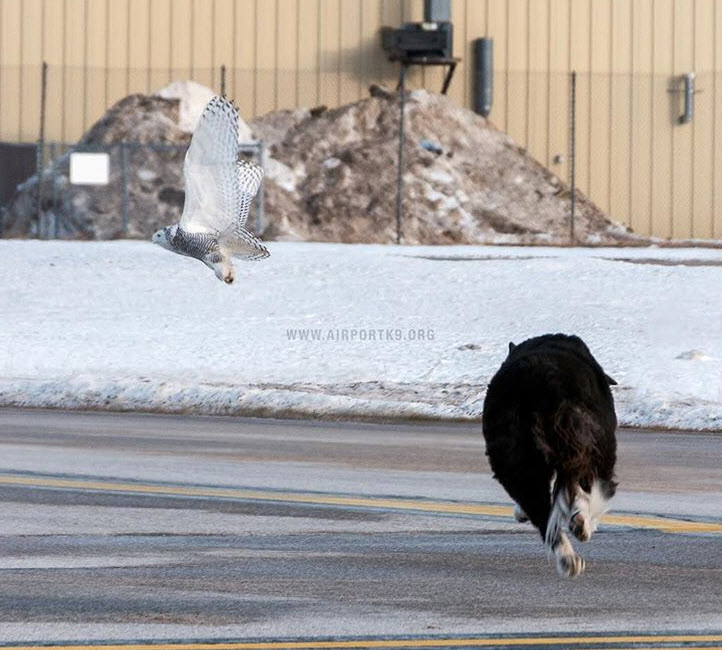 Piper, le chien de patrouille des pistes d'atterrissage, fait sensation sur  Internet - Magazine du Voyageur