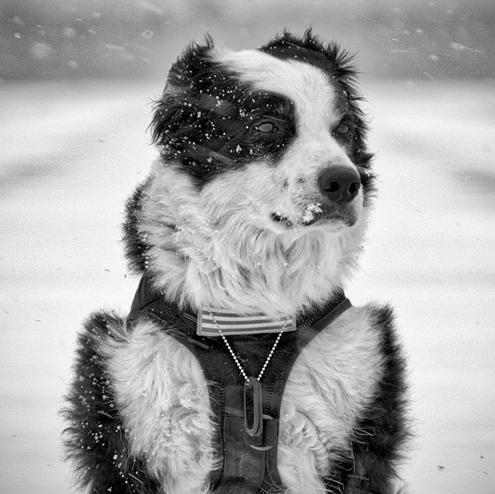 Piper, le chien de patrouille des pistes d'atterrissage, fait sensation sur  Internet - Magazine du Voyageur