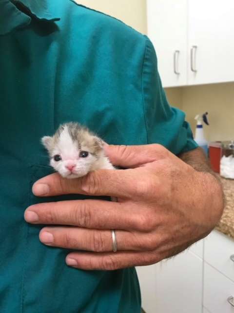 Illustration of the article: A kitten eats dirt while waiting to be rescued and miraculously saved!