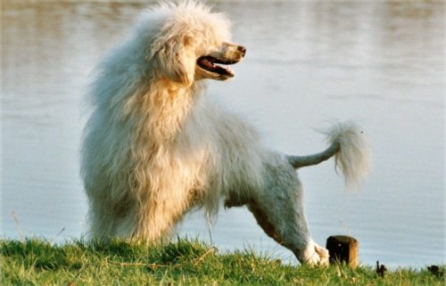 15 Races De Chien Qui Se Sentent Comme Des Poissons Dans Leau