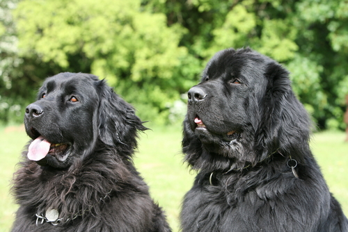 15 Races De Chien Qui Se Sentent Comme Des Poissons Dans Leau