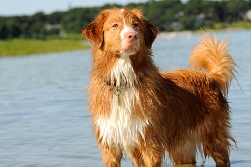 15 Races De Chien Qui Se Sentent Comme Des Poissons Dans Leau