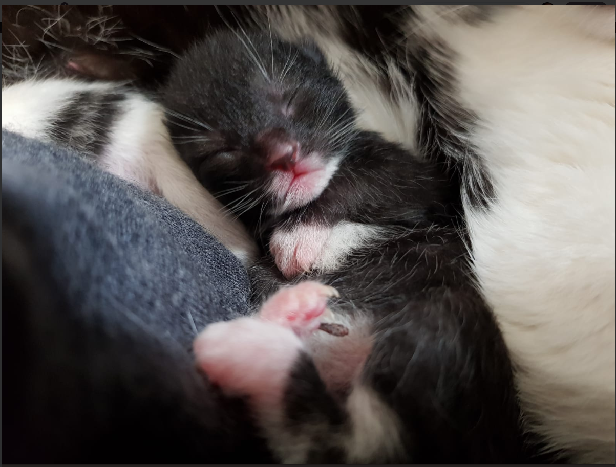 У кошки родился белый котенок. Новорожденные котята. Новорожденный котенок. Новорожденный черный котенок. Черные Новорожденные котята.