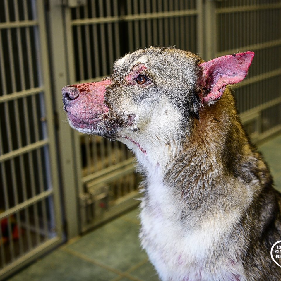 Sans Fourrure Et Promis à Leuthanasie Un Chien Est Sauvé