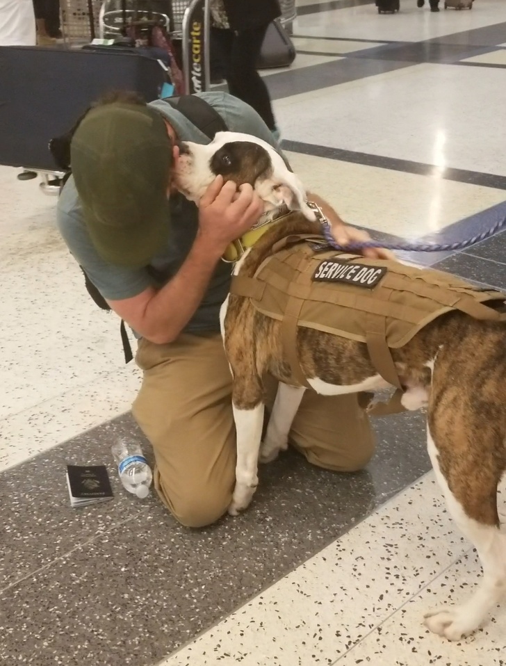 Ces 15 Photos De Retrouvailles Entre Les Animaux De Compagnie Et Leurs Maîtres Vont Vous Faire 3382