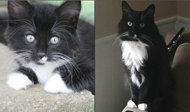 17 Chatons Devenus De Superbes Chats Leur Transformation En Images