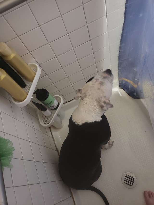 Depuis Que Sa Maman Est Enceinte Cette Chienne La Suit Partout Meme Sous La Douche