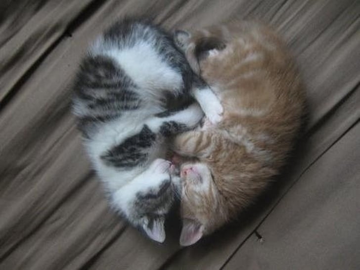 17 Photos De Couples De Chats Prouvant Que La Tendresse N Est Pas Un Vain Mot Chez Eux