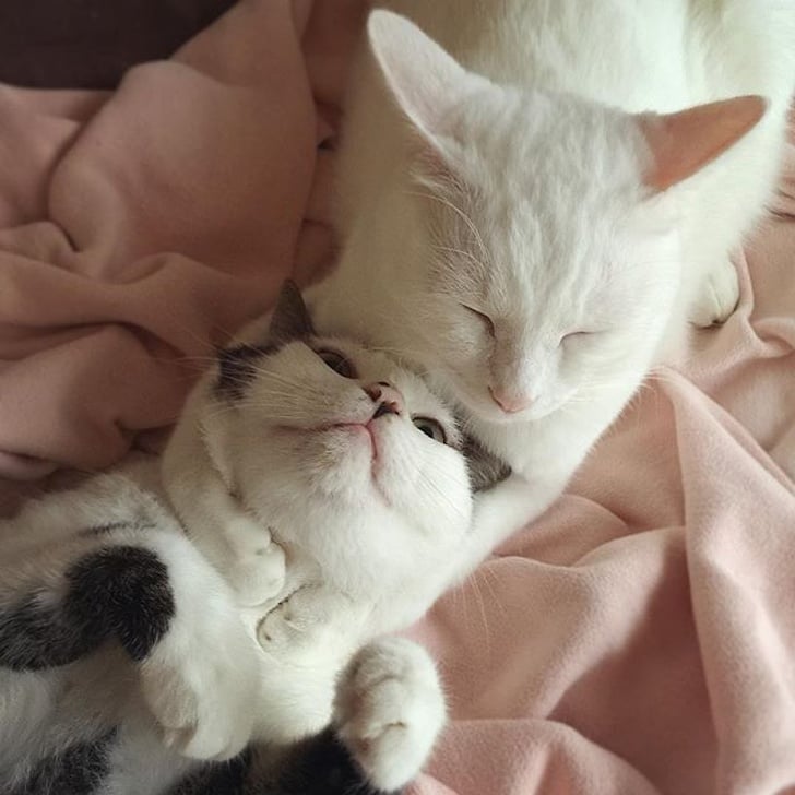 17 Photos De Couples De Chats Prouvant Que La Tendresse N Est Pas Un Vain Mot Chez Eux