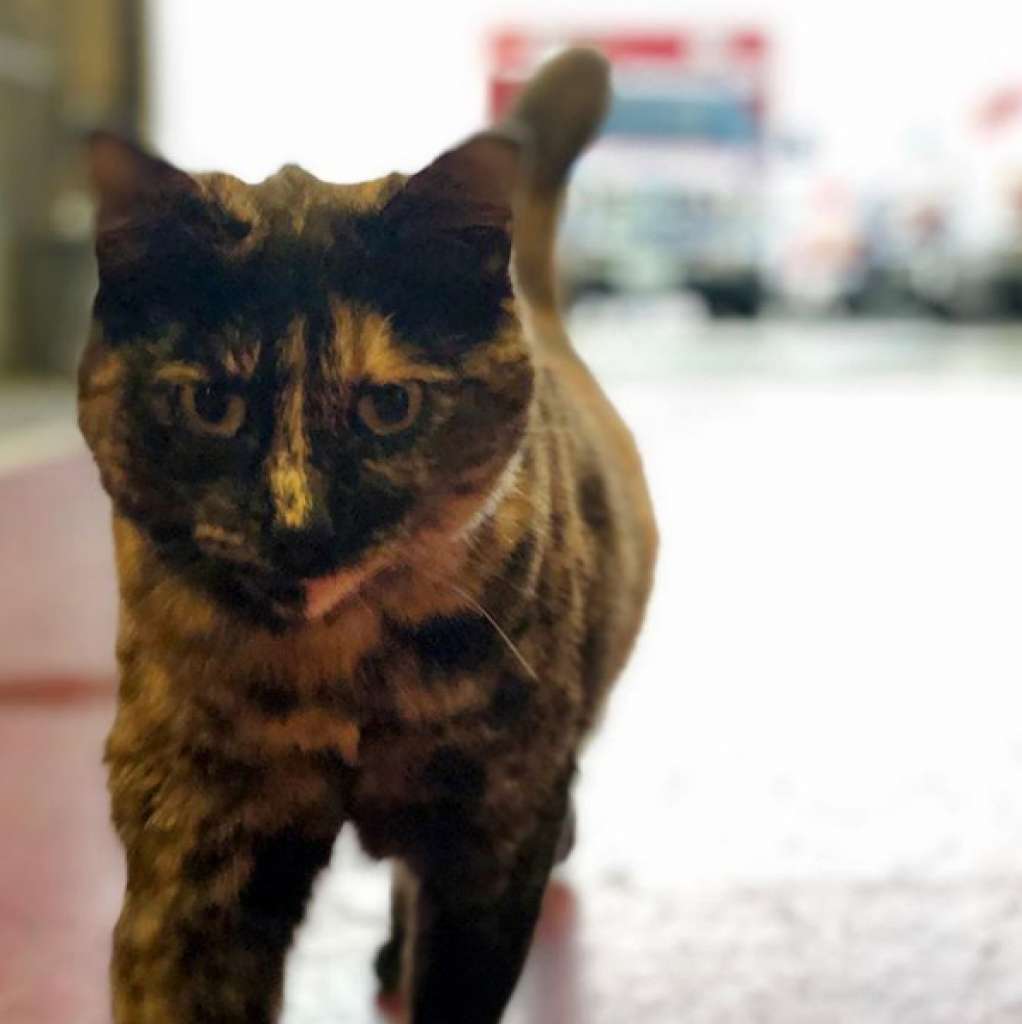 Les Pompiers De Cette Caserne Se Battent Pour Garder Leur Chat Membre De L Unite Relaxation