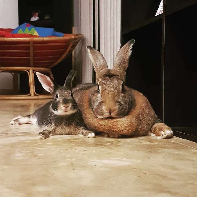 🐰 NOUVEAUTÉ COUCHE - TAILLE 2 🐰 Qui n'a jamais rêvé de voir des petits  lapins bleus gambader dans son salon ? C'est désormais possible avec notre  couche, By Biolane