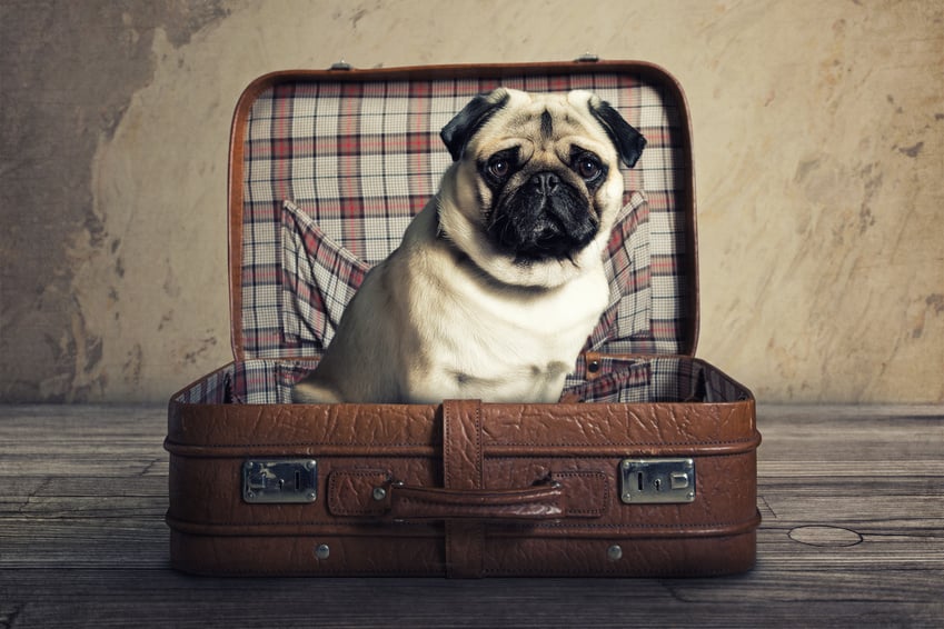 5 Recommandations Pour Que Le Voyage En Avion De Votre Chien