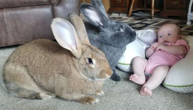 Un Couple De Lapins Geants Adopte Un Bebe