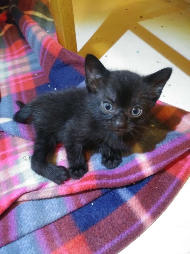 Malgre Sa Difformite Ce Chat Aux Allures D Araignee A Trouve La Famille Ideale