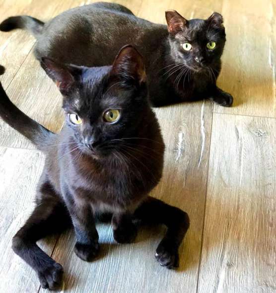 Malgre Sa Difformite Ce Chat Aux Allures D Araignee A Trouve La Famille Ideale