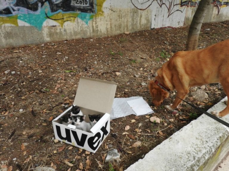 Un Chien Découvre Des Chatons Abandonnés Et Devient Leur