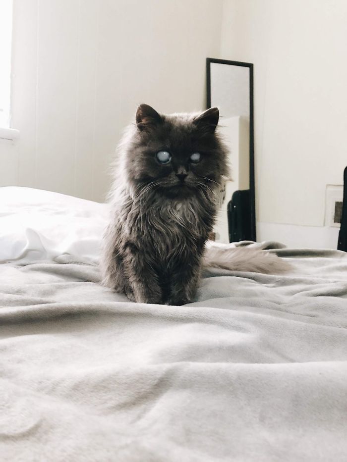 Article illustration: This magnificent blind cat has tens of thousands of followers on Instagram