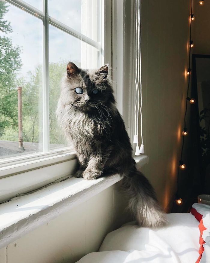 Article illustration: This magnificent blind cat has tens of thousands of followers on Instagram