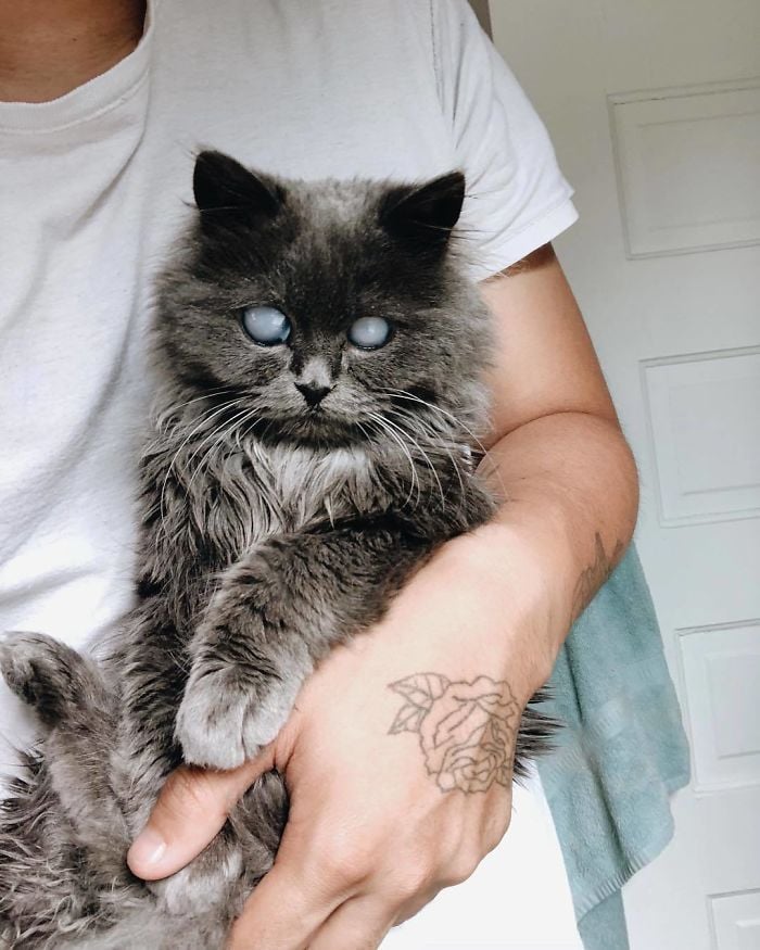 Article illustration: This magnificent blind cat has tens of thousands of followers on Instagram