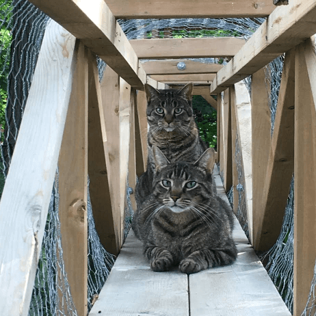 Pour Assurer La Securite De Ses Chats Il Cree Un Jardin Sur Mesure