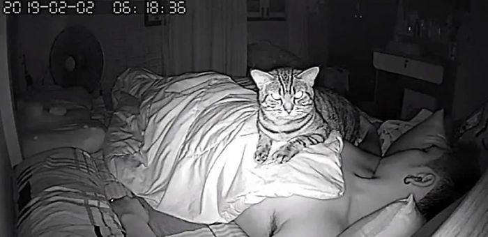 Découvrez le monde secret de votre chat à travers une caméra de