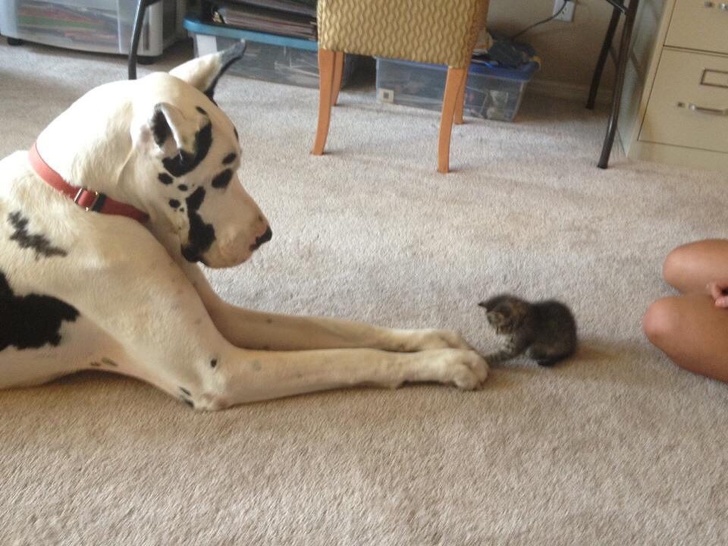 18 Photos De Chats Qui Ne Troqueraient Leurs Amis Chiens