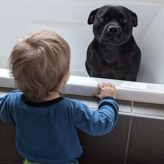 NSDA - Baignoire pour Chien