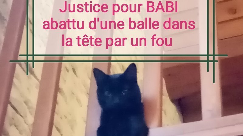 Il Tue Le Chat De La Voisine Au Fusil Parce Que Un Chat Ca Mange Les Lapins