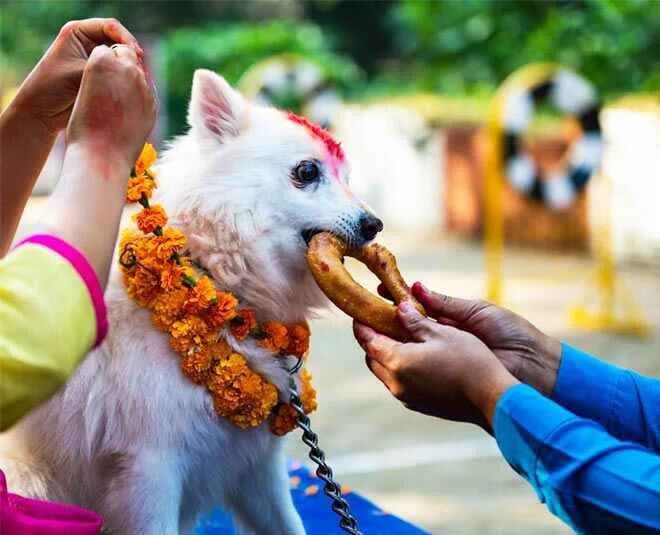 Le festival Kukur Tihar met à l'honneur le chien au Népal