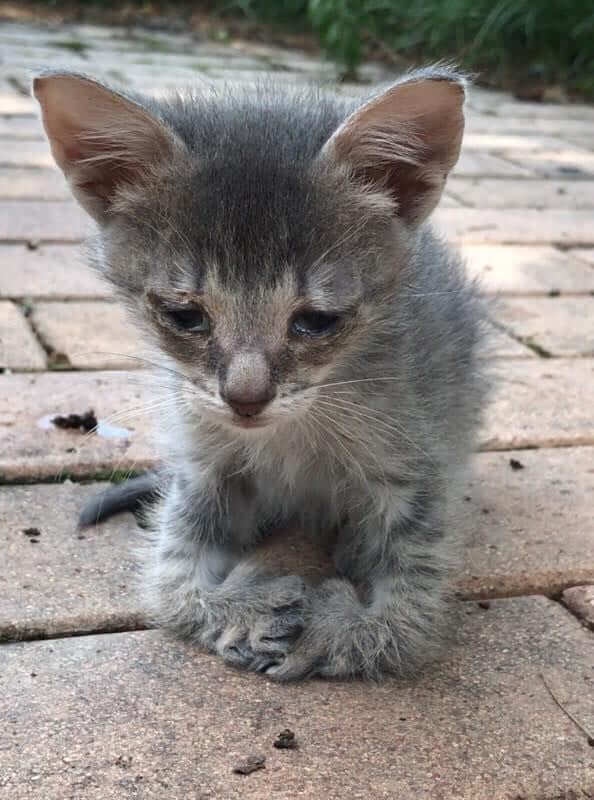 Handicapé Ce Chaton Errant Aux Pattes Déformées A Su