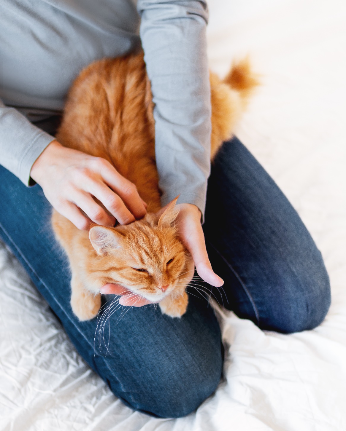 7 Techniques Pour Masser Son Chat