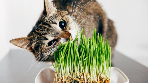 Comment faire pour que votre chat ne ruine pas vos plantes vertes ? : Femme  Actuelle Le MAG