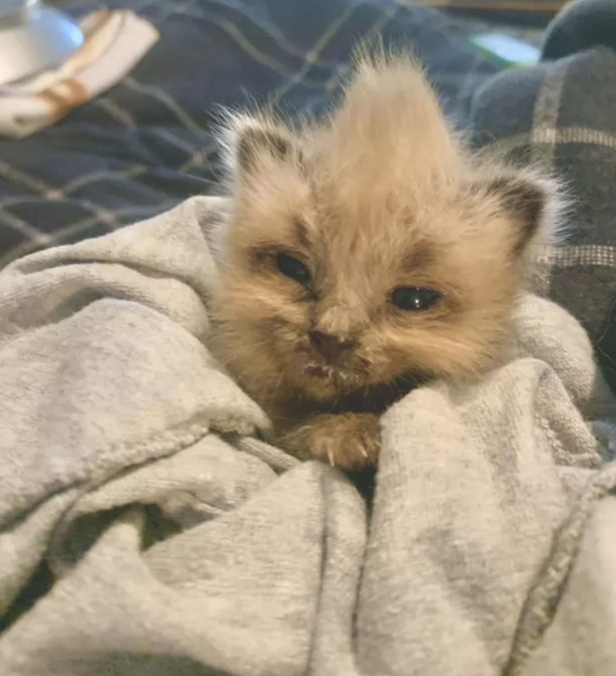 17 Photos D Animaux Qui Ont L Air De S Etre Tout Juste Reveille Et Ce A N Importe Quelle Heure De La Journee