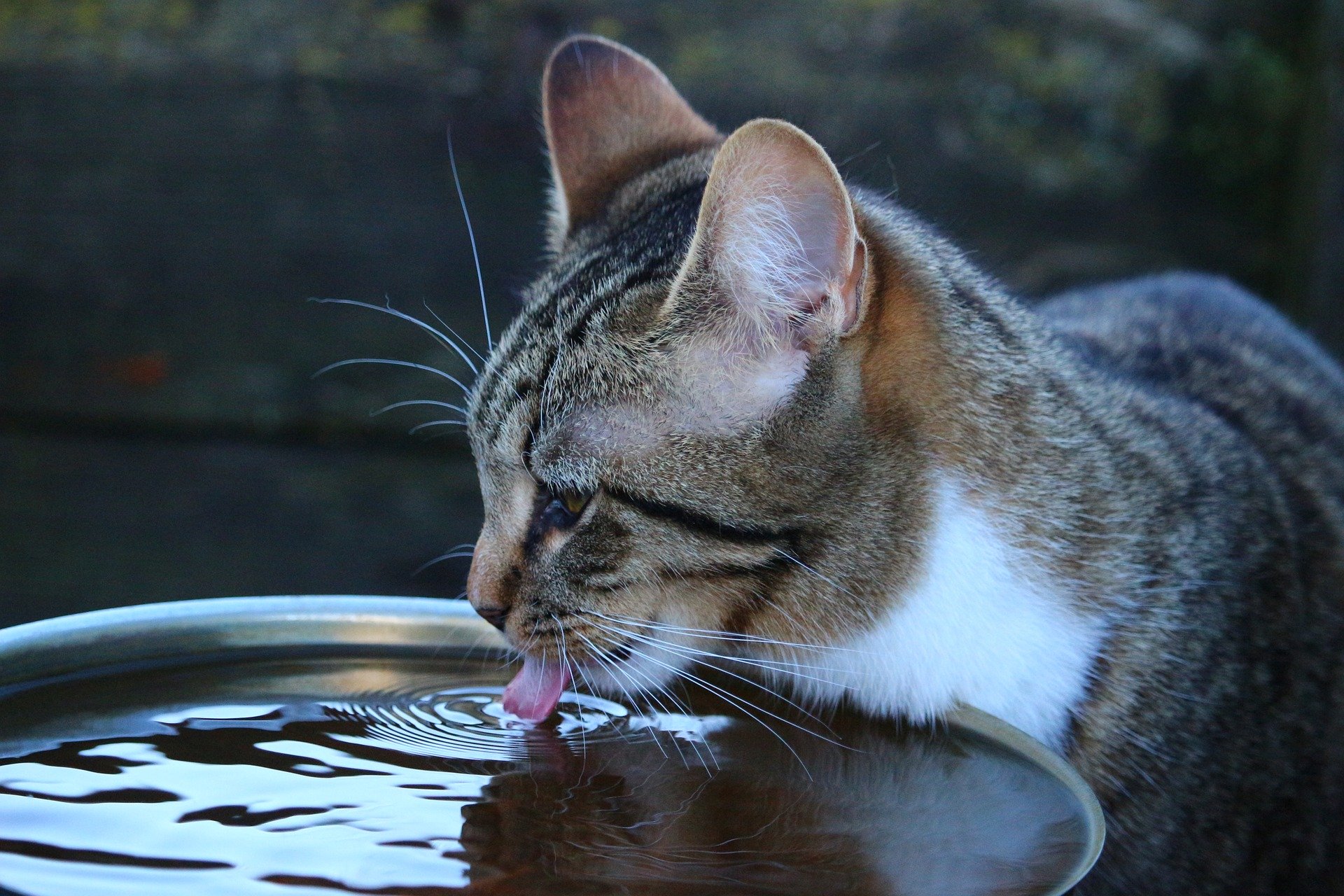 Proteger Son Chat Contre La Canicule Comment L Aider A Supporter La Chaleur