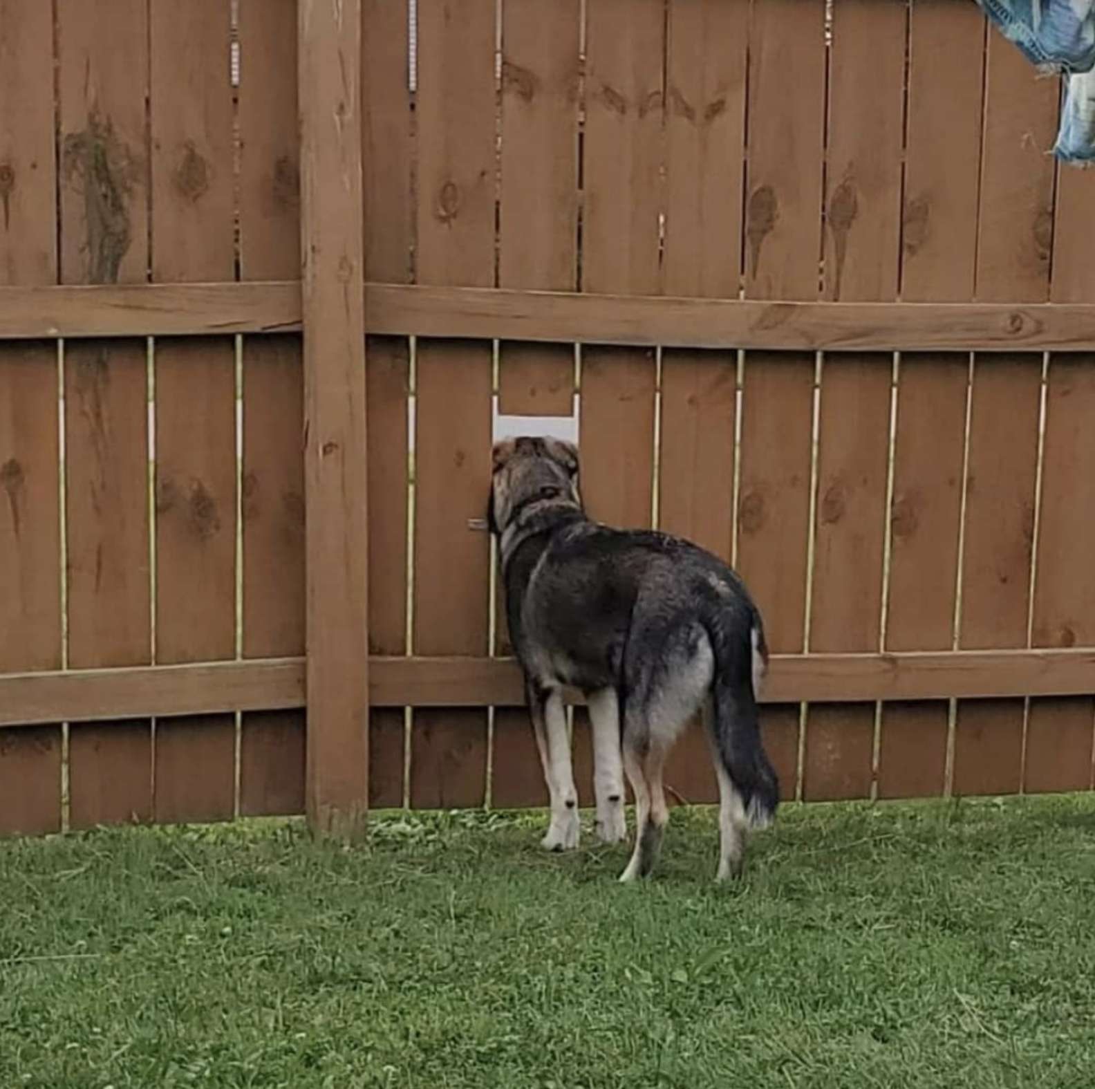 Une Famille Decide De Creer Une Barriere Artistique Insolite Pour Leur Chien Obsede Par L Exterieur Le Resultat Fait Hurler De Rire Les Passants